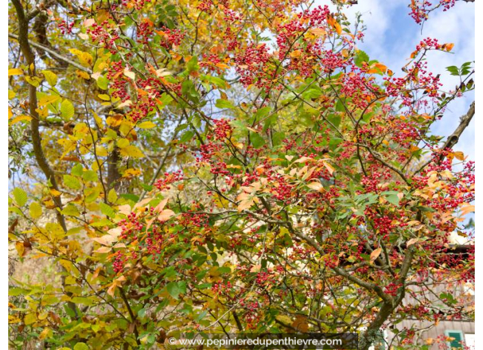 ZANTHOXYLUM simulans
