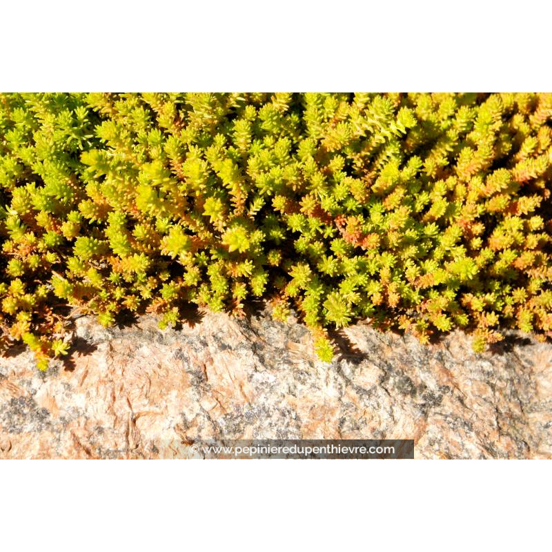 SEDUM acre 'Elegans'