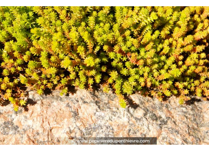 SEDUM acre 'Elegans'