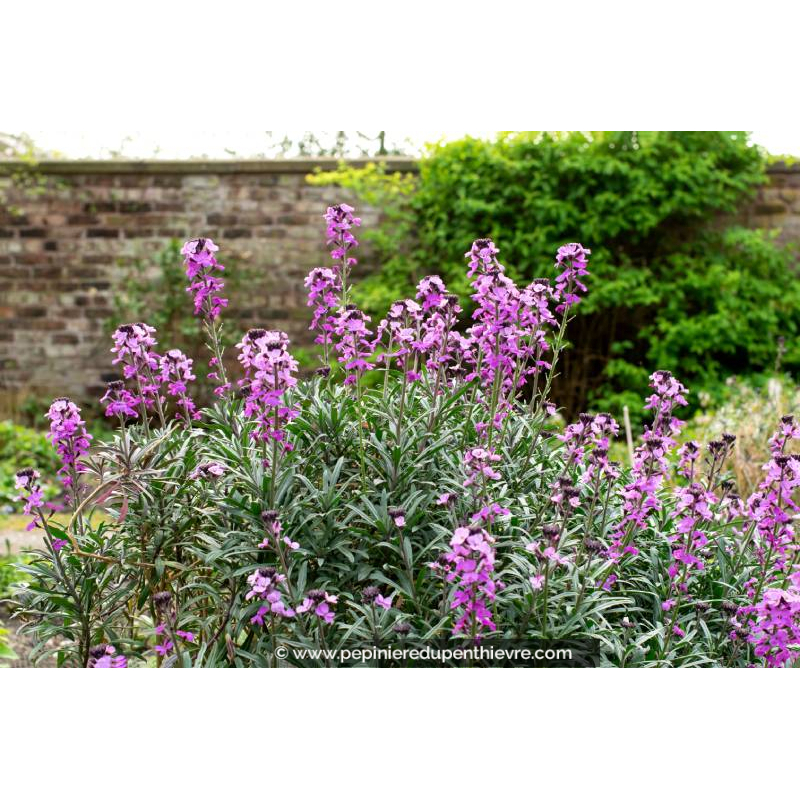 ERYSIMUM 'Bowles Mauve'