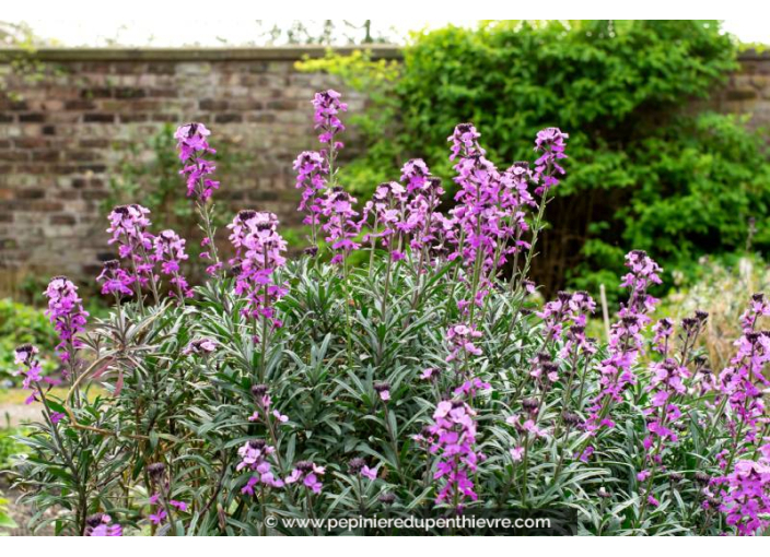 ERYSIMUM 'Bowles Mauve'