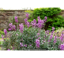 ERYSIMUM 'Bowles Mauve'