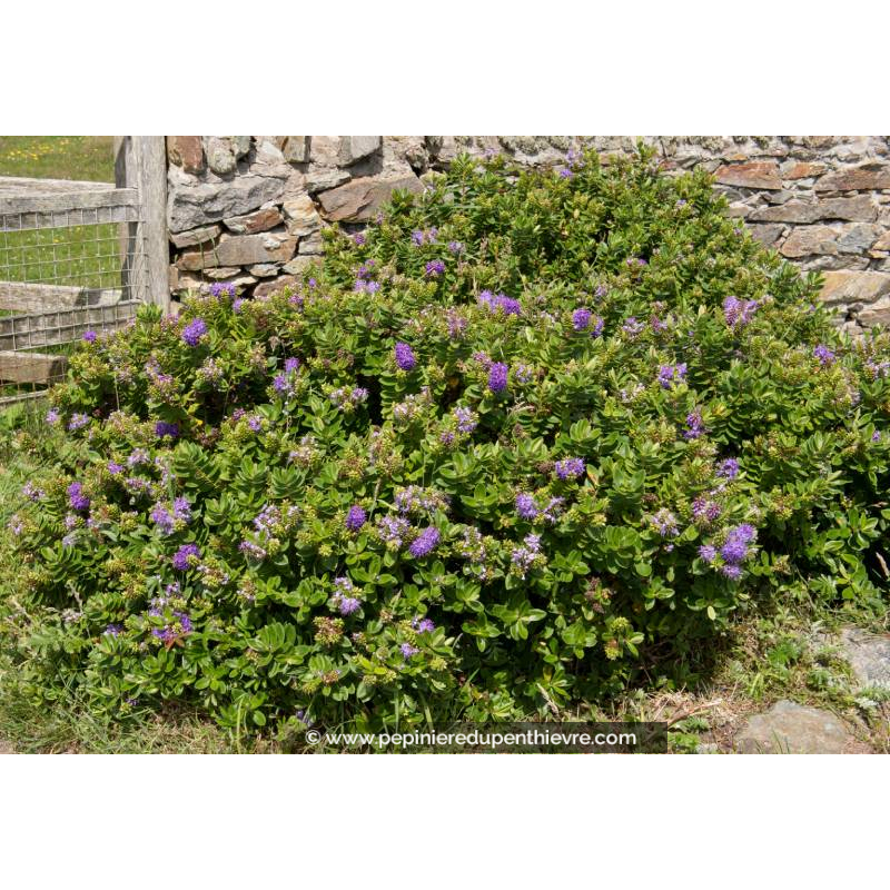 HEBE franciscana 'Blue Gem'