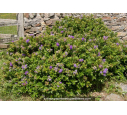 HEBE franciscana 'Blue Gem'