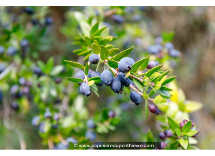 MYRTUS communis