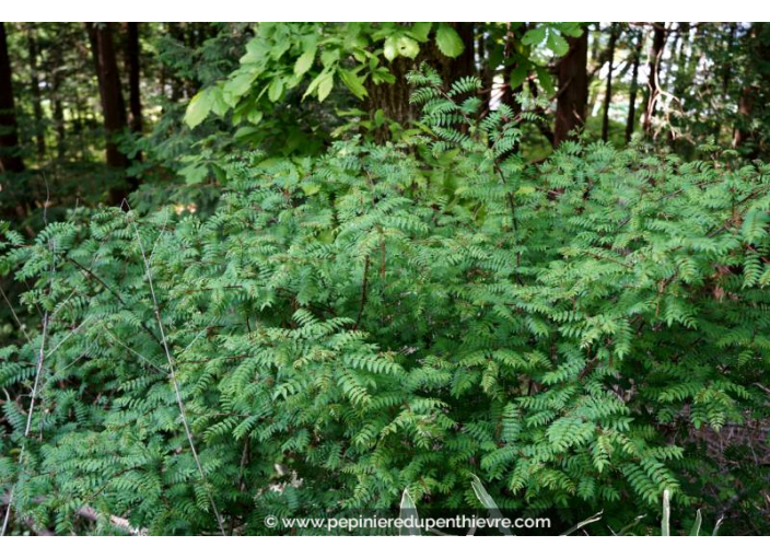 ZANTHOXYLUM piperitum