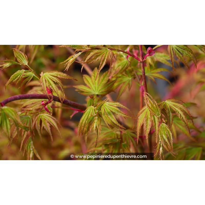 ACER palmatum 'Sango-Kaku' - Printemps