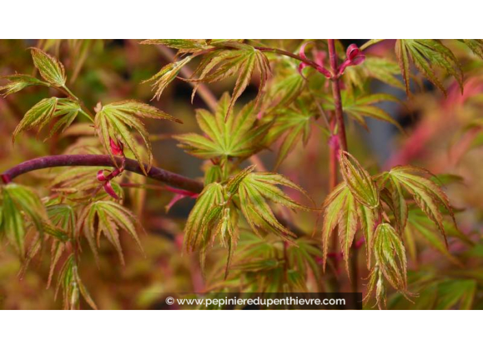 ACER palmatum 'Sango-Kaku' - Printemps