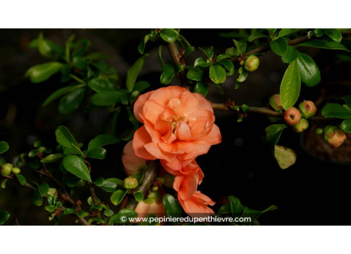 CHAENOMELES x superba 'Cameo'