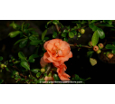 CHAENOMELES x superba 'Cameo'