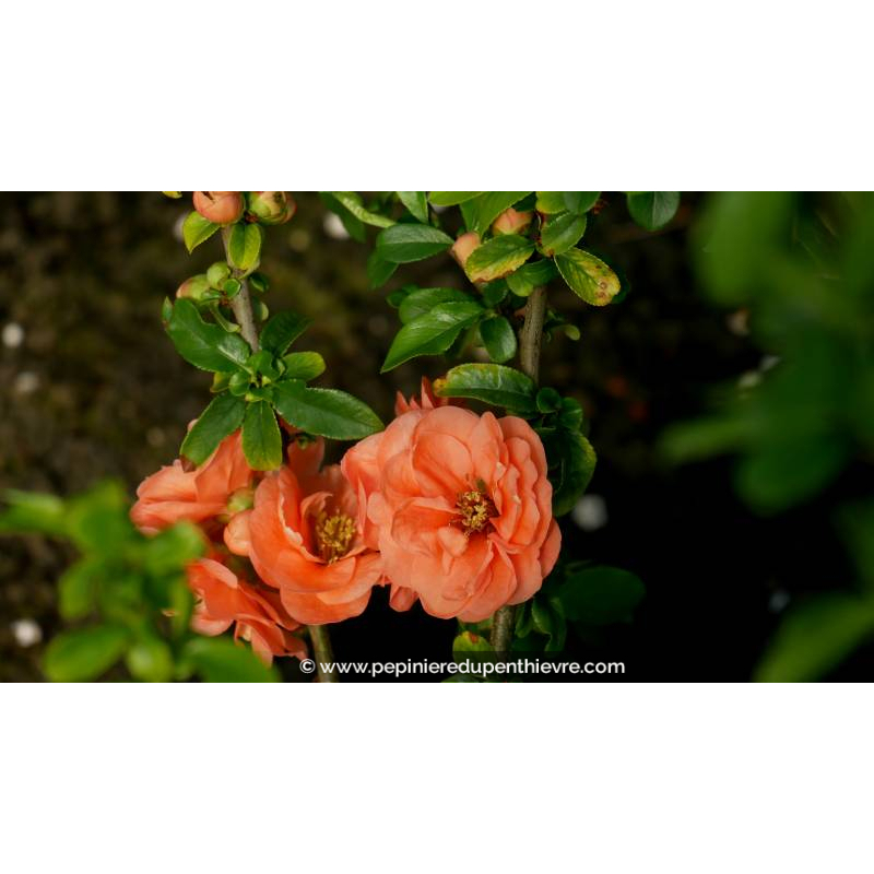 CHAENOMELES x superba 'Cameo'