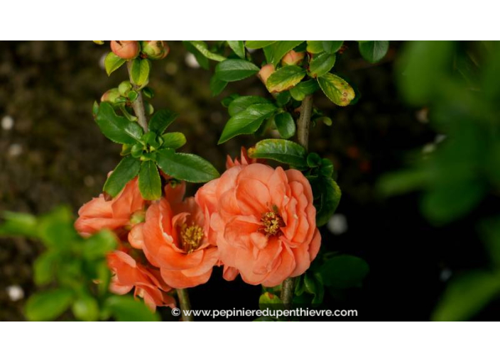 CHAENOMELES x superba 'Cameo'