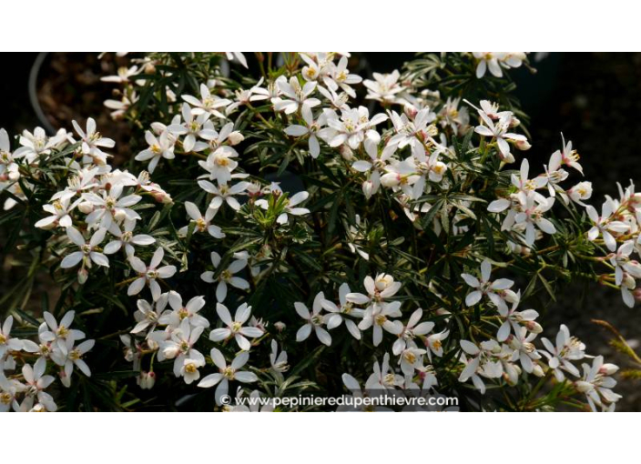 CHOISYA x 'White Dazzler' - Printemps