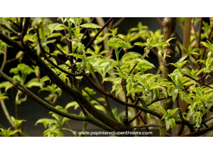 CORNUS controversa 'Variegata' CORNUS controversa 'Variegata'