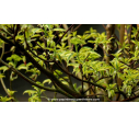 CORNUS controversa 'Variegata' CORNUS controversa 'Variegata'