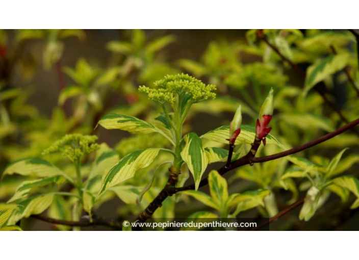 CORNUS controversa 'Variegata' CORNUS controversa 'Variegata'