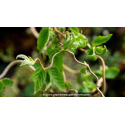 CORYLUS avellana \'Contorta\'