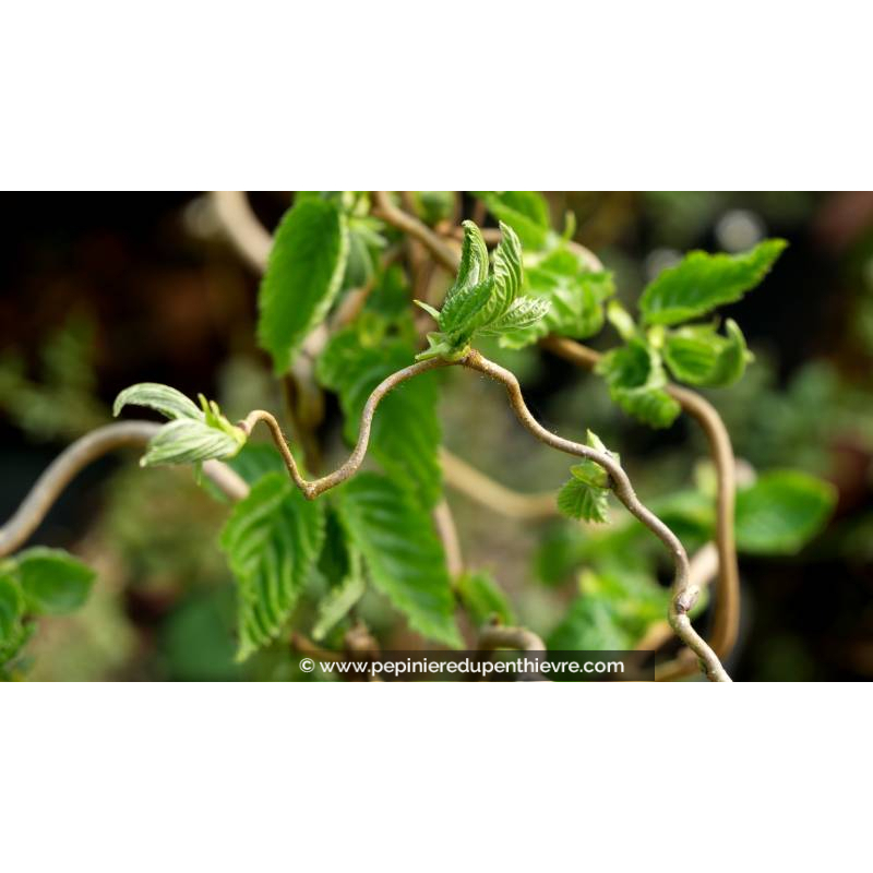 CORYLUS avellana 'Contorta' - Printemps