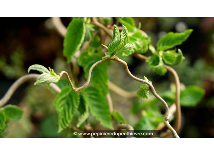 CORYLUS avellana 'Contorta' - Printemps