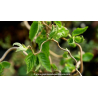 CORYLUS avellana \'Contorta\'