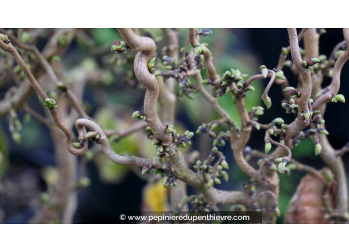 CORYLUS avellana 'Twister' - Hiver