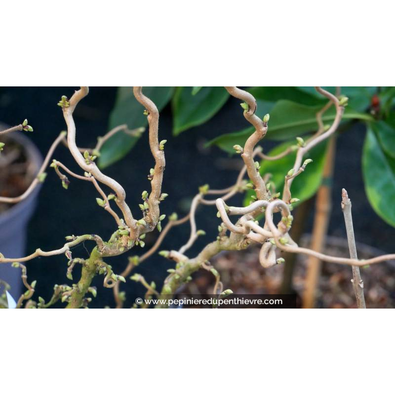 CORYLUS avellana 'Twister' - Hiver