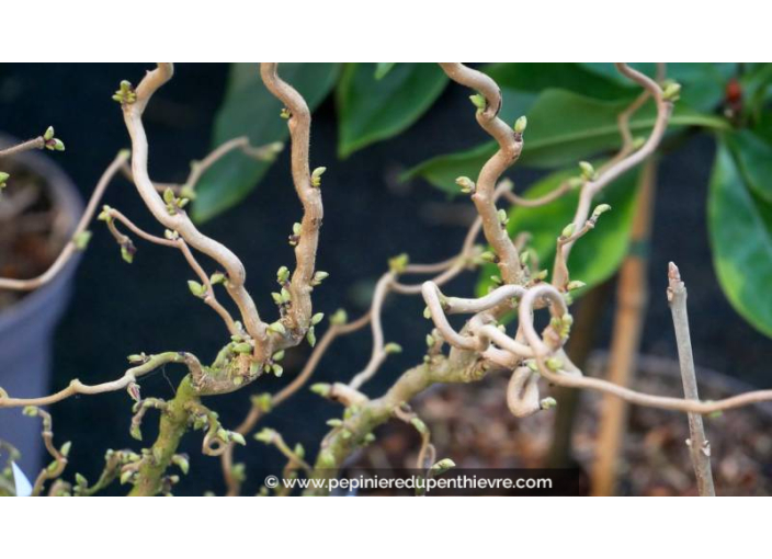 CORYLUS avellana 'Twister' - Hiver