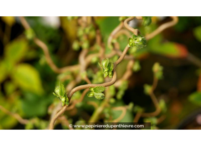 CORYLUS avellana 'Twister' - Printemps