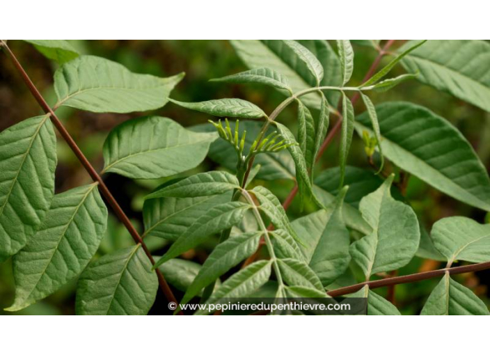 TETRADIUM daniellii - Printemps