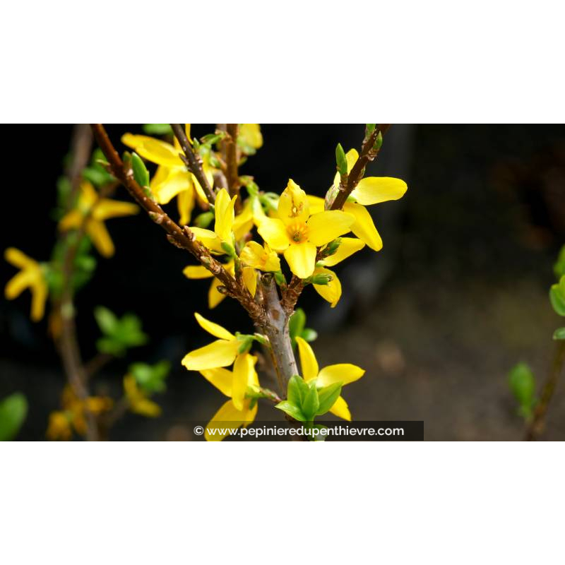 FORSYTHIA x intermedia 'Lynwood Gold' - Hiver