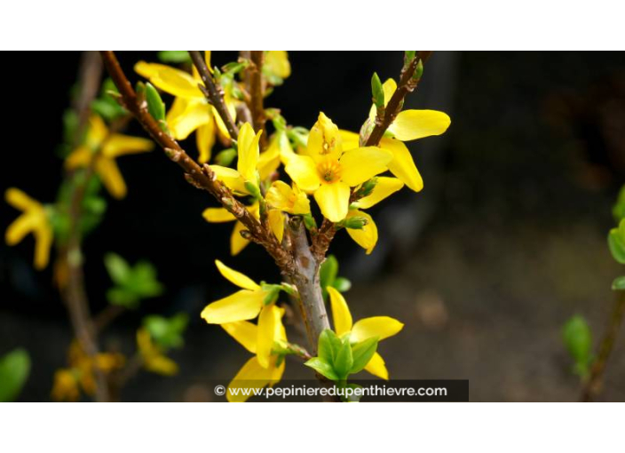 FORSYTHIA x intermedia 'Lynwood Gold' - Hiver