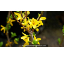 FORSYTHIA x intermedia 'Lynwood Gold' - Hiver FORSYTHIA x intermedia 'Lynwood Gold' - Hiver