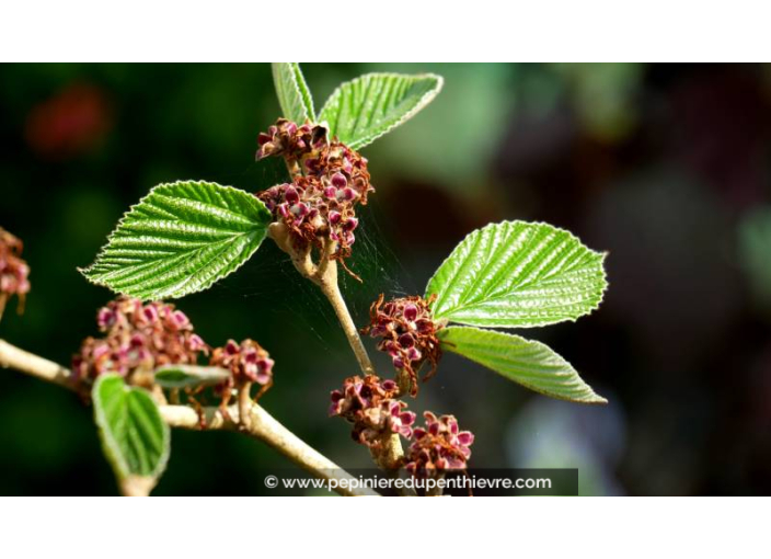 HAMAMELIS x intermedia 'Pallida' - Printemps