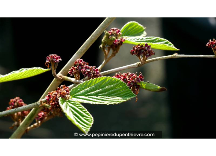 HAMAMELIS x intermedia 'Pallida' - Printemps