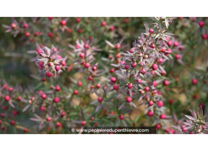 LEPTOSPERMUM scoparium 'Crimson Glory' - Printemps