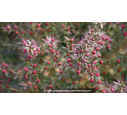 LEPTOSPERMUM scoparium 'Crimson Glory' - Printemps