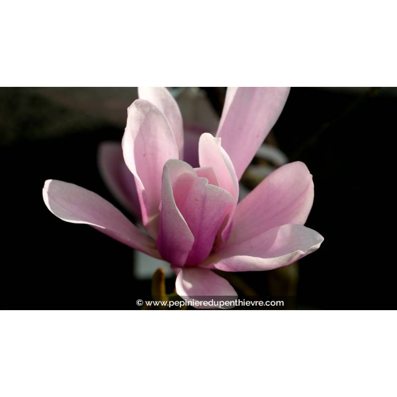 MAGNOLIA 'Heaven Scent' - Printemps