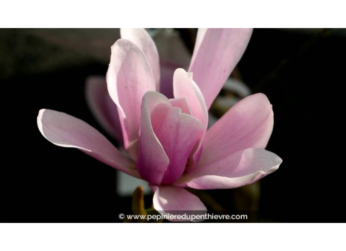 MAGNOLIA 'Heaven Scent' - Printemps