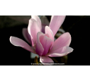 MAGNOLIA 'Heaven Scent' - Printemps