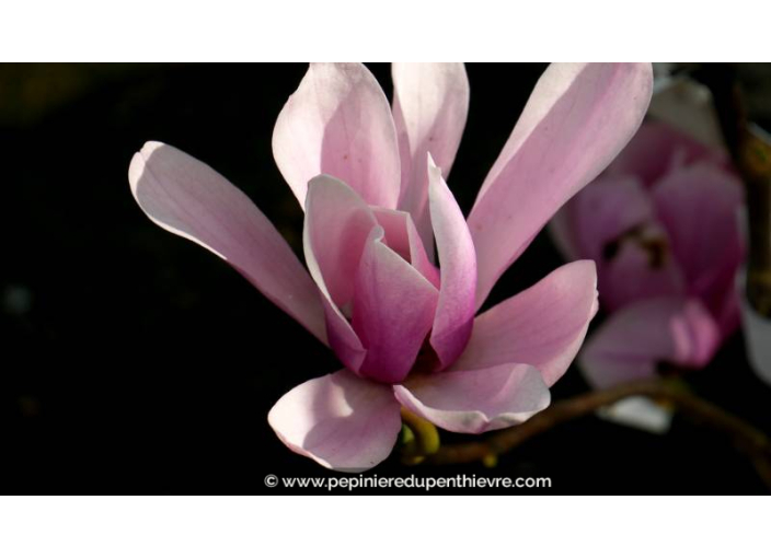 MAGNOLIA 'Heaven Scent' - Printemps