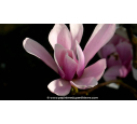 MAGNOLIA 'Heaven Scent' - Printemps