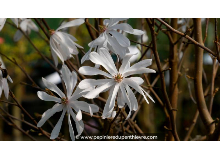 MAGNOLIA stellata - Printemps