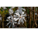 MAGNOLIA stellata - Printemps