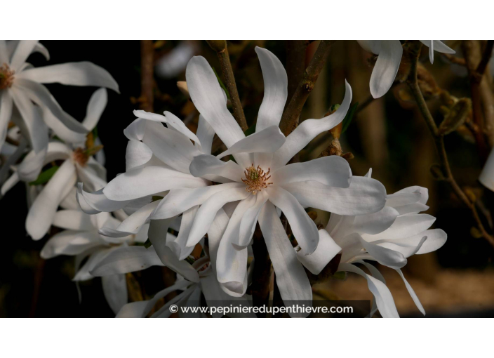 MAGNOLIA stellata - Printemps