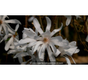 MAGNOLIA stellata - Printemps