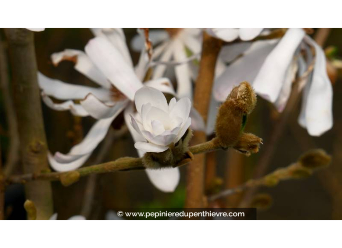 MAGNOLIA stellata - Printemps