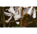 MAGNOLIA stellata - Printemps