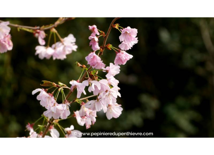 PRUNUS 'Accolade' - Printemps