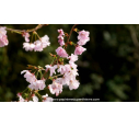 PRUNUS 'Accolade' - Printemps