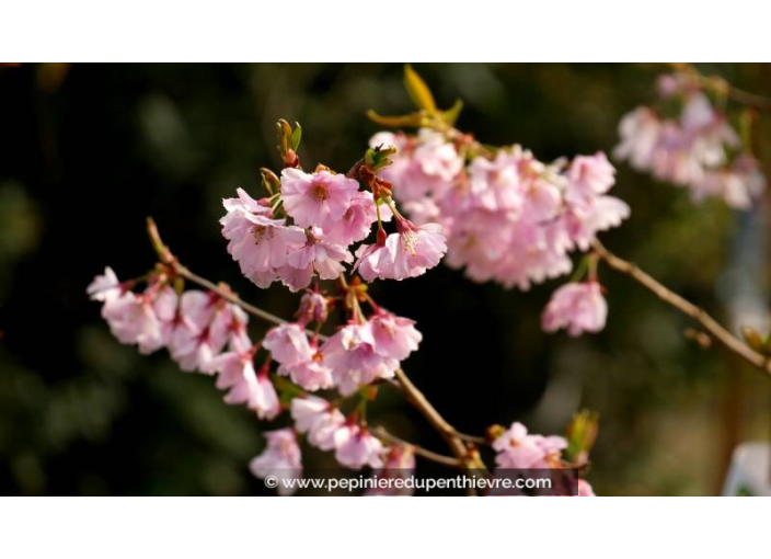 PRUNUS 'Accolade' - Printemps